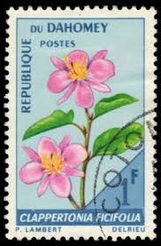 Image result for Clappertonia ficifolia