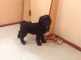 Number 1 bestseller in the usa for dog care and health! Goldendoodles For Sale In Jackson New Jersey Classified Americanlisted Com