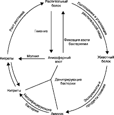 Alchemists knew nitric acid as aqua fortis (strong water), as well as other nitrogen compounds such as ammonium salts and nitrate salts. Azot Enciklopediya Krugosvet