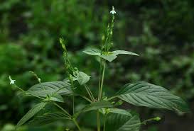 Image result for Justicia matammensis