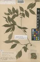 Image result for Carpolobia alba