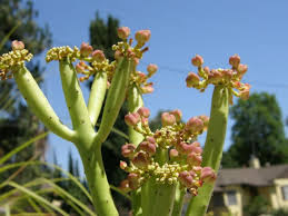 Image result for Leucas alluaudii