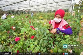 Lokasi taman addarosa di puncak alam. Taman Zety Roses Trdi News