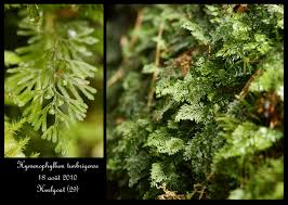 Image result for Hymenophyllum tunbridgense