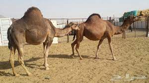 ابل حمر للبيع بالمدينة المنورة