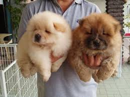 Black And Brown Pomeranian Price In India Chow Chow Dog Price Range How Much Does A Chow Chow Cost In 2020 Cute Animals Animals Fluffy Dogs