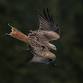Red Kite and Red Squirrel Wildlife Photography event image