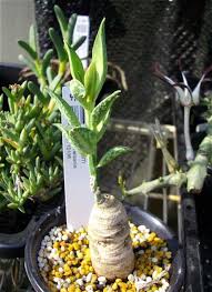 Image result for Monadenium pseudoracemosum