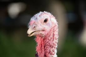 Anatolia (turkey in asia) was occupied in about 1900 b.c. Turkeys Farm Animals Farm Sanctuary