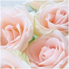 You can explore in this category and download free flower background photos. Amazon Com Beautiful Flower Wallpaper Appstore For Android