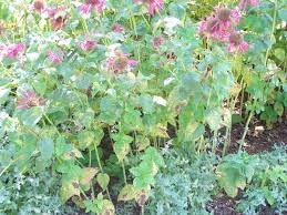 We did not find results for: What S Wrong With My Plant Garden University Of Minnesota Extension