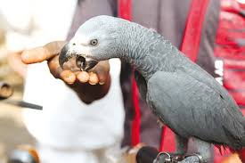 Bird In Hand Market Hours Beak Season The Express Tribune Tribune Expressions Seasons