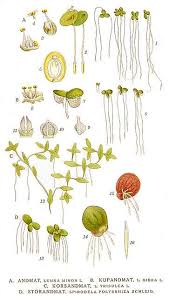 Image result for Spirodela polyrrhiza