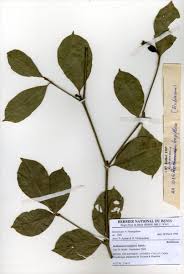 Image result for Rothmannia whitfieldii