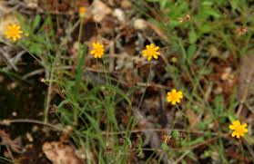 Image result for Emilia brachycephala