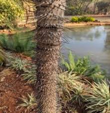 Image result for Cussonia zimmermannii