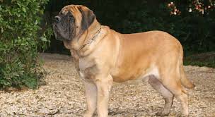Newest oldest price ascending price descending relevance. English Mastiff Puppies For Sale Mastiff Puppies Greenfield Puppies