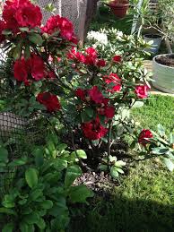 Rhododendron Red Jack Rhododendron Plants Garden