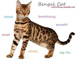 The Bengal Cat Cat Breeds Encyclopedia