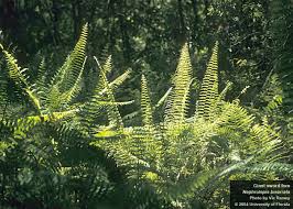 Image result for Nephrolepis biserrata