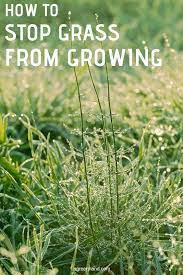 How To Stop Grass From Growing Grass Urban Gardening Balcony Gardening For Kids