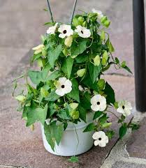 Image result for Thunbergia alata