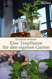 Tee Selbst Anbauen In 2020 Teepflanze Pflanzen Mdr Garten