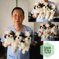 Dog name german for sale. Shih Tzu Puppies Are Available Now Ericsson Pet World Facebook