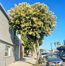 Image result for Ligustrum lucidum