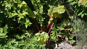 Mangold gibt es in den sorten stielmangold, auch rippenmangold genannt, und blattmangold bzw. Mangold Gardenzierde Und Gesundes Gemuse Mdr De