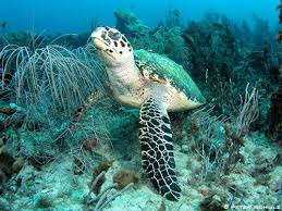 Due to this, it presently exists in most temperate and tropical seas and oceans throughout the world. Hawksbill Sea Turtles Marinebio Conservation Society