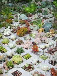 Succulent Garden In Diamond Trellis Garten Garten Ideen Pflanzen