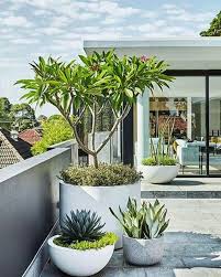 Sydney Garden Design Garden Maintenance And Horticultural Services Company Tropical Garden Plants Modern Planting Modern Garden