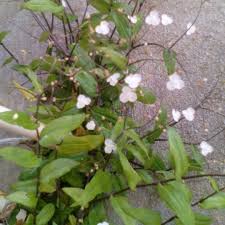 Catalog and photo, care and characteristics, growing and planting. Gibasis Geniculata Syn Tradescantia Geniculata Tahitian Bridal Veil In Gardentags Plant Encyclopedia