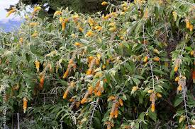 Image result for Buddleja madagascariensis