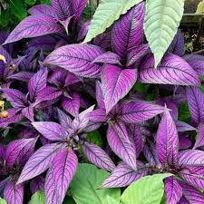 Image result for Strobilanthes