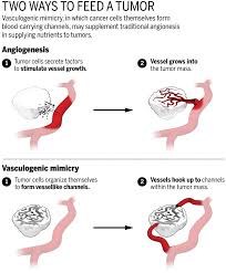 Cancer is the uncontrolled development of cells. Tumors Have Found A Bloody New Way To Grow And Spread Science Aaas