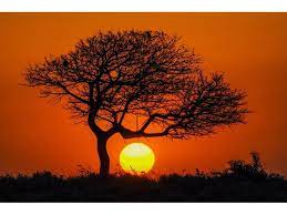 Cuadro Atardecer Arbol Paisaje Campo Naturaleza Sabana Africa Tienda De Cuadros Online Fotografia Decoracion H Paisaje Atardecer Dibujo Atardecer Paisaje Campo
