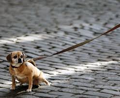 Kopekleri Tasmaya Alistirma Egitimi