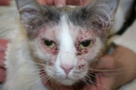 Image result for Feline Miliary Dermatitis