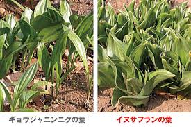 Gwも注意 春の山菜採りで間違えやすい有毒植物3選 ウェザーニュース