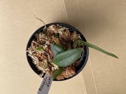 Image result for Bulbophyllum schinzianum