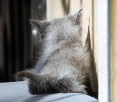 Good Morning Kitten Dusty 5 December 15 2019 Kitten Mama Cat Cats Meow