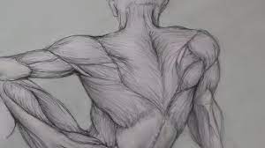 Human anatomy drawing drawing theory. Figure Drawing Lessons 6 8 Anatomy Drawing For Artists Drawing Human Anatomy Youtube