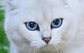 Selain ruhainies dan hisyam, drama itu turut dibintangi oleh chacha maembong, lia natalia, jasmin hamid dan farhan asri. Gambar Kucing Tidur Yang Comel 81021 Nama Untuk Kucing Comel Lucu Dan Unik