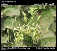 Image result for Cadaba