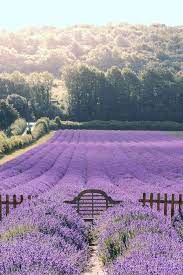 This Beautiful Lavender Farm In Kent Is A Botanist S Dream Lavender Farm Lavender Fields Beautiful Gardens