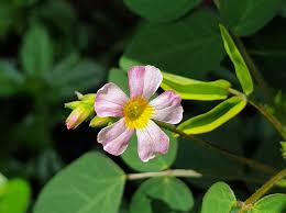 Image result for Oxalis barrelieri