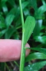 Image result for Setaria barbata