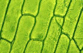 Maybe you would like to learn more about one of these? How Plant Cells Neutralize The Potential For Self Harm Carnegie Institution For Science